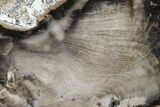 Petrified Wood (Spruce) Limb Section - Eagle's Nest, Oregon #141053-2